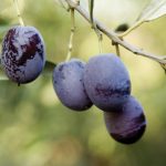 Cordovil de Castelo Branco