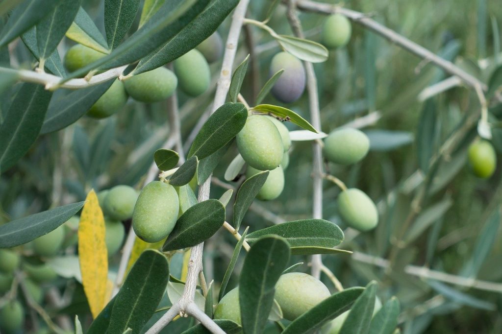 Oliveira